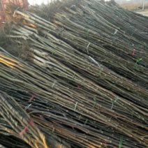 核桃苗成品树规格齐全基地直发量大从优