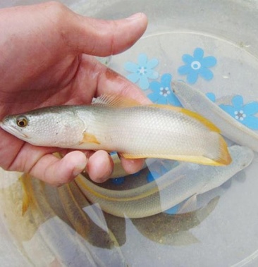 各种规格的白乌鱼苗