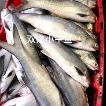 海鲜干货