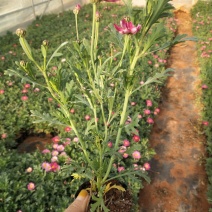 玛格丽特花小杯，高25至30公分玛格丽特，云南玛格丽特花