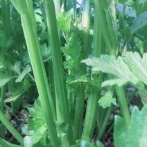 正品芹菜长期供应全网低价