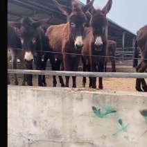 毛驴苗长期供应优质驴苗（德州驴、三粉驴、乌头驴等），本场