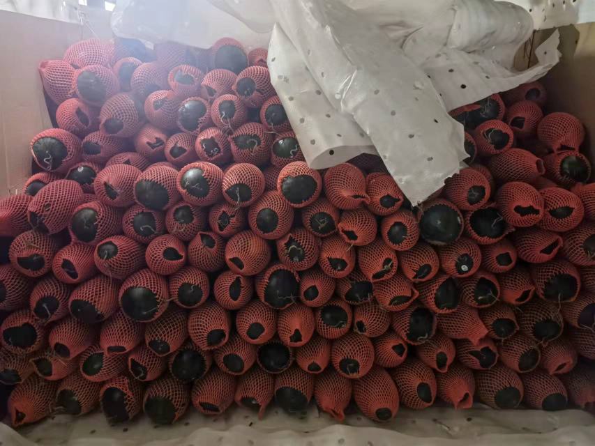 农民在田间采摘成熟的黑美人西瓜,旁边堆放着已打包好的纸箱,工人正在将西瓜整齐码放入箱,背景为成片的西瓜地和遮阳棚,展示从田间到包装的完整供应链流程 黑美人西瓜采摘与包装现场图