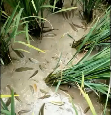 稻花鱼苗成品稻花鱼