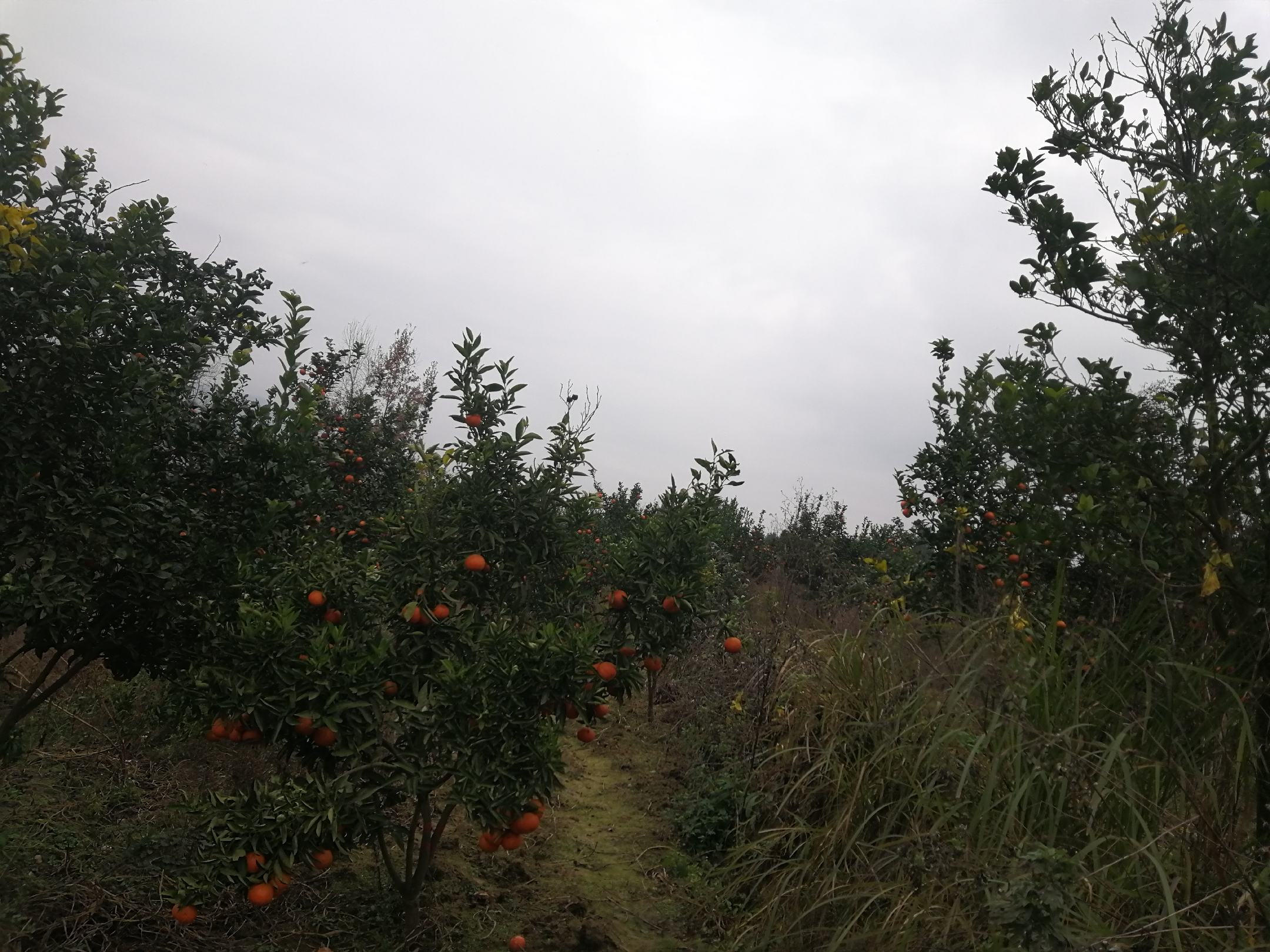 三月红荔枝果园实景