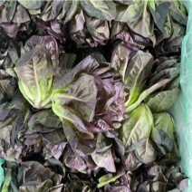 红绿水培生菜（8个品种），大型生产基地，全年稳定供应