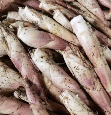 福建竹笋雷竹笋古田县友同竹笋合作社一件代发雷笋