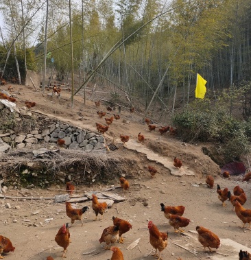 宁波奉化散养土鸡欢迎老板联系客户