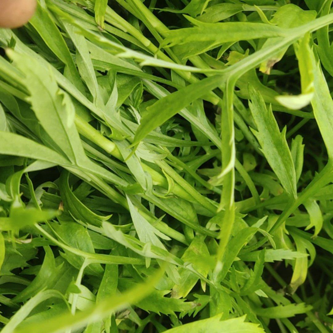 [芦篙批发]湖北荆州江陵县芦篙 2.00元/斤泥蒿，胡蒿，你们没 _ 一亩田