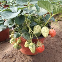 草莓盆栽红花白花草莓