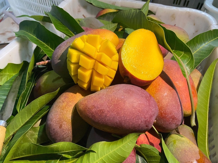 切开的贵妃芒特写