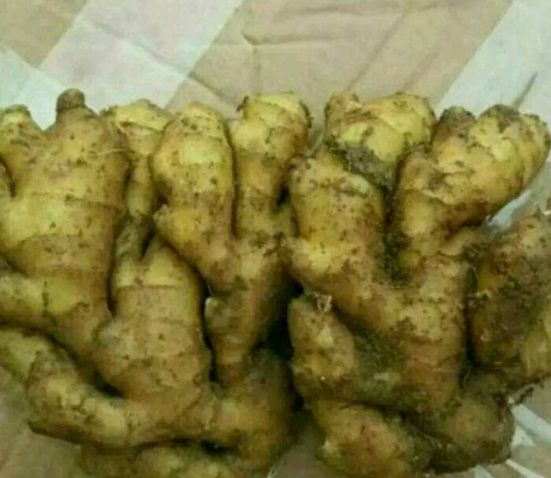 大黄姜实物特写