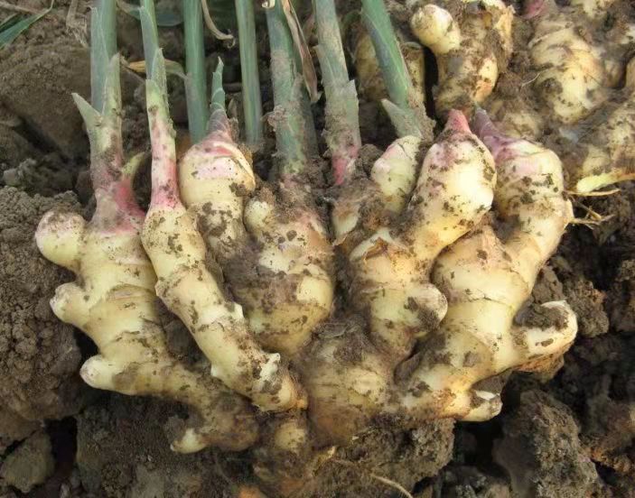 大黄姜与黄精是黄姜:传统药用植物的现代解读 - 一亩田