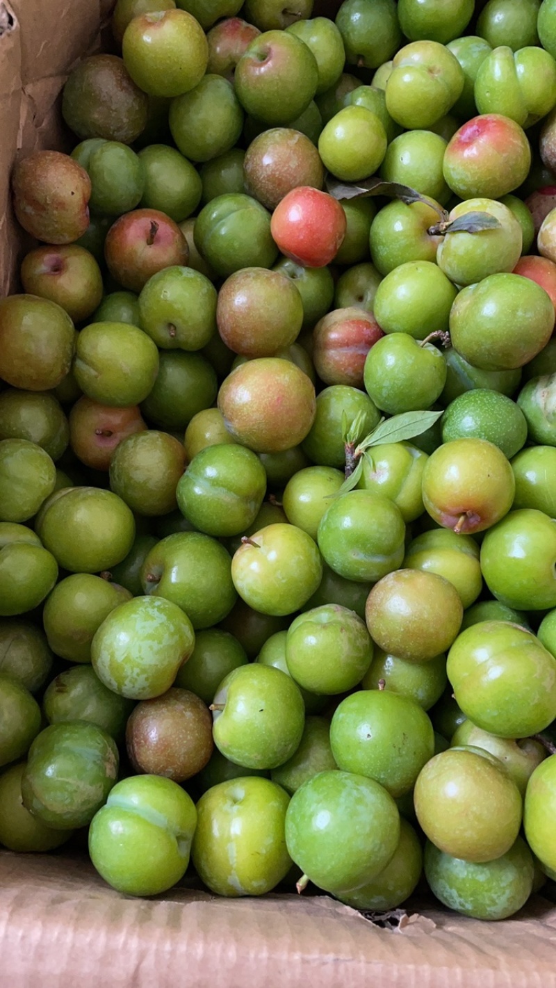 正宗信宜钱排早熟三华李新鲜三月红心李子现摘现发