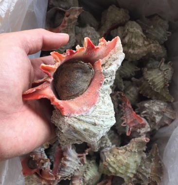 [海螺批发]狮子螺价格18.00元/斤 - 一亩田