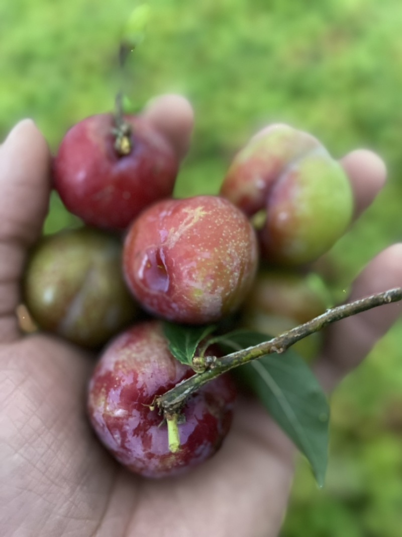 正宗信宜钱排早熟三华李新鲜三月红心李子现摘现发