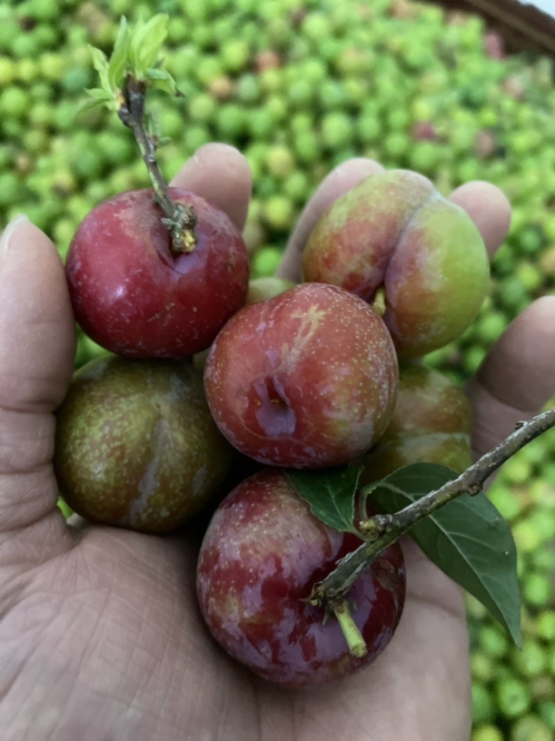 正宗信宜钱排早熟三华李新鲜三月红心李子现摘现发