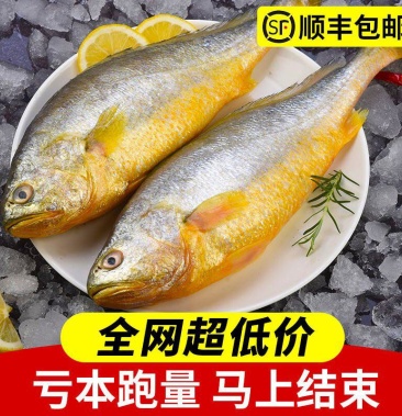 [大黄鱼批发]新鲜深海大黄鱼宁德黄花鱼1-5斤非东海黄鱼现捕现发鲜活
