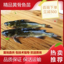 精品黄骨鱼苗黄颡鱼苗黄辣丁杂交黄骨鱼，全雄黄骨鱼