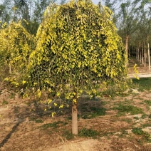 金叶垂榆基地5-6-8-10-15公分金叶垂榆量大