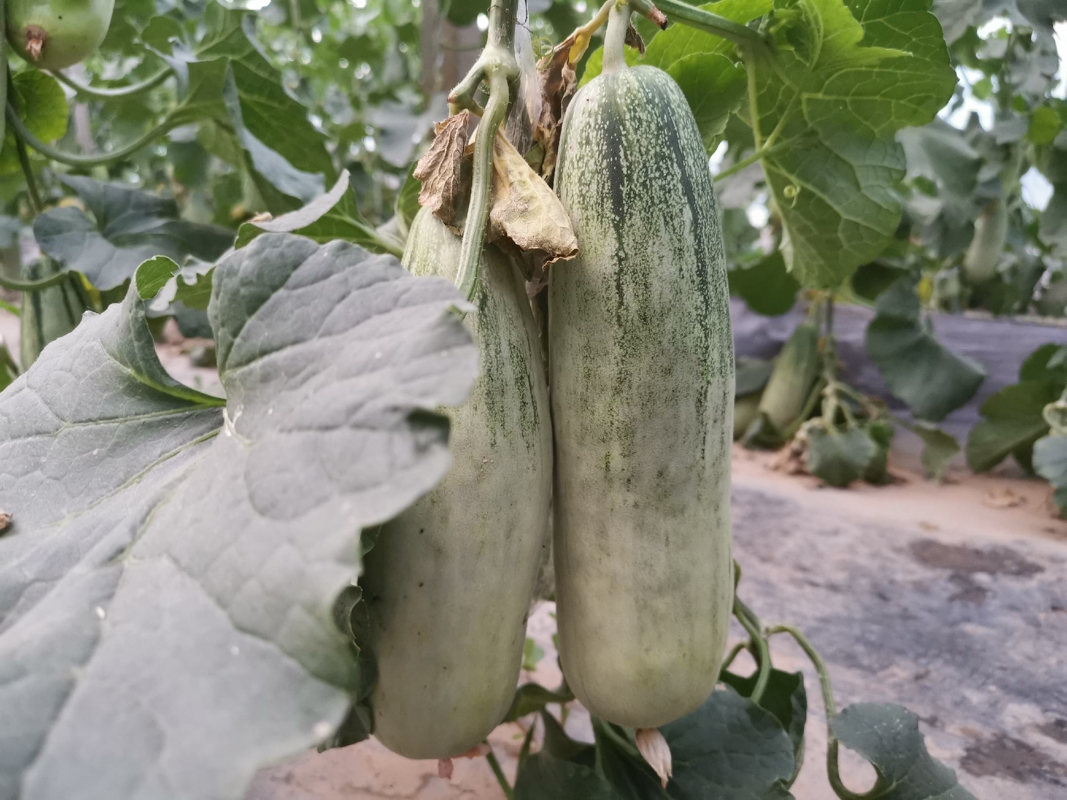 图中展示一株健康生长的羊角蜜甜瓜藤蔓,主蔓粗壮,叶片浓绿无病斑;右侧悬挂2个已完全成熟的典型羊角形果实,果皮呈浅黄绿色带细密网纹,果尖微弯如羊角,果脐收缩明显,表明生理成熟度充分——这是留种果实的关键采收标志 羊角蜜甜瓜植株与成熟果实特写