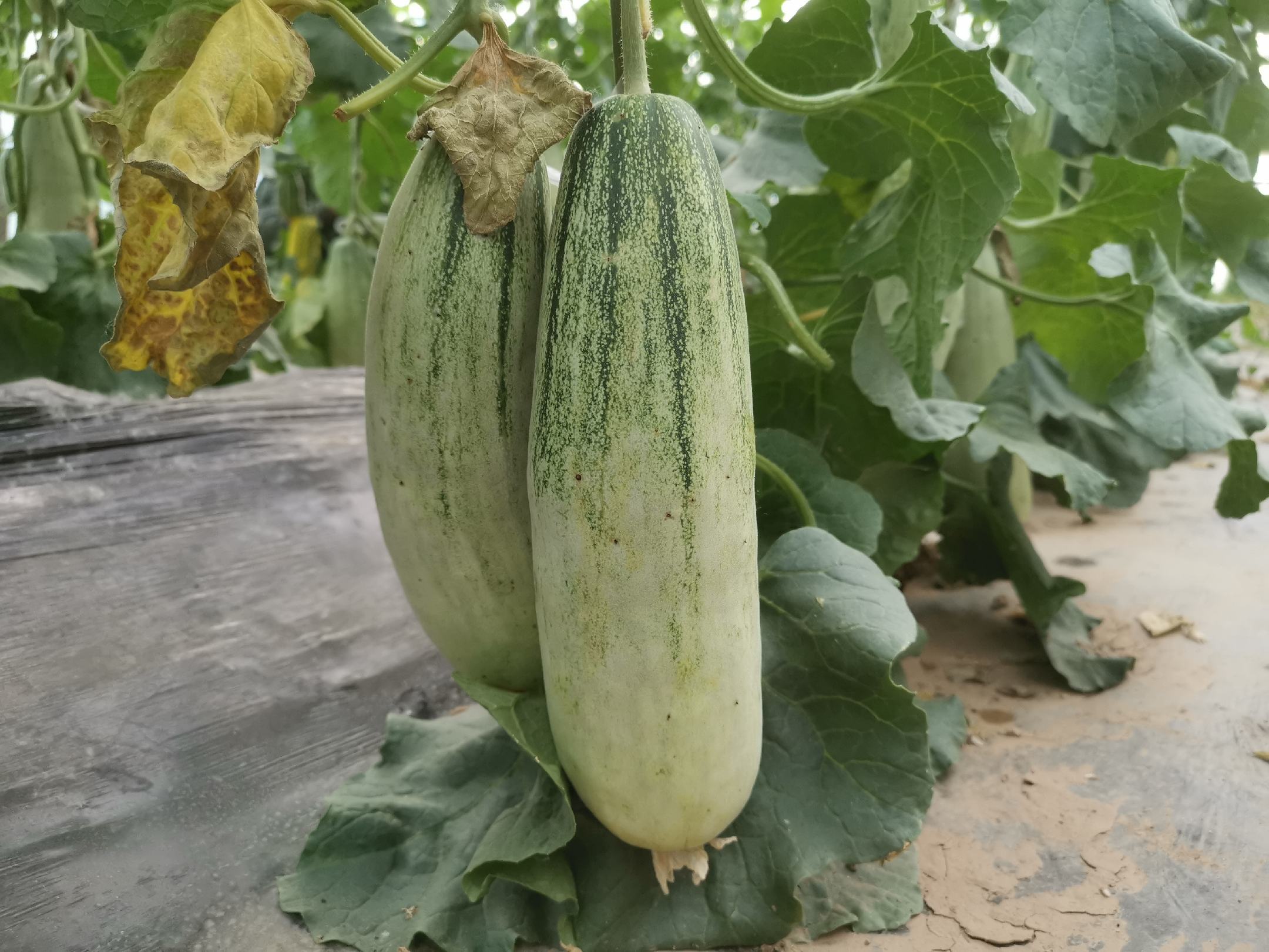脆甜羊角蜜甜瓜特写