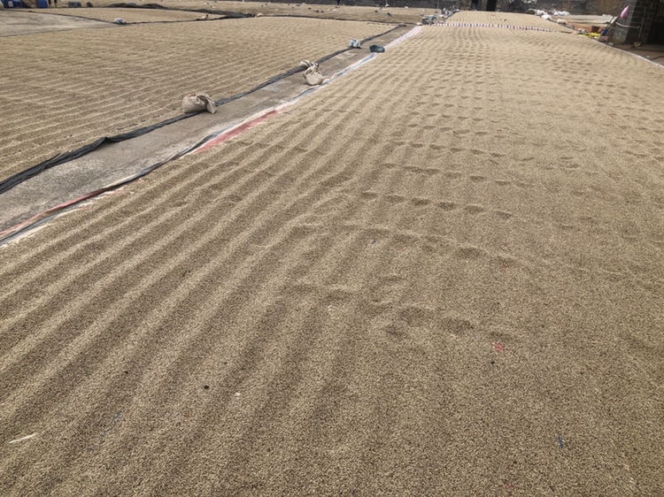 新鲜采摘的胡椒果穗,左侧为正在脱皮处理中的白胡椒果实,右侧为干燥后的白胡椒颗粒与黑胡椒颗粒并列展示,背景为传统晾晒场地,清晰呈现两者颜色与形态差异 白胡椒与黑胡椒对比图