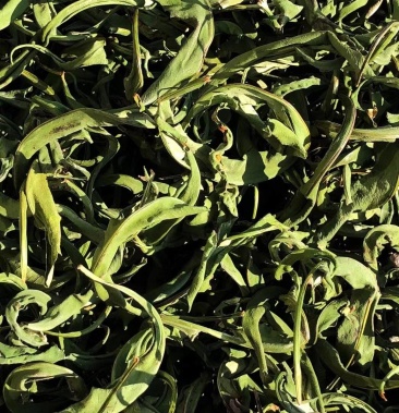 化石草大叶化石草野生肾精结石草包干货邮