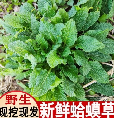 新鲜癞蛤蟆草野生荔枝草赖蛤蟆皮草中草药材干货蟾蜍青蛙草雪