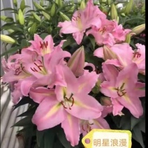 百合花B级明星浪漫，精品盆栽基地直发，一箱24盆