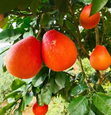 [柚子苗批发]新品种柚子苗泰国暹罗红柚子大红袍红皮红心柚苗耐寒当年