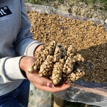 猫屎咖啡原料，生豆，烘焙豆
