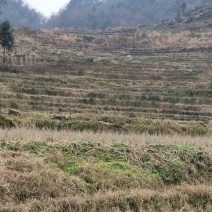 海花草，又名“水苔”或“泥碳癣”