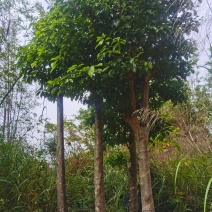 出售假苹婆树，山货地苗，各种规格大小都有，树头，直装