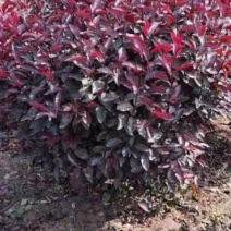 供应，紫叶矮樱球60-100公分，工程苗质量不错，