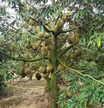 榴莲树苗四季泰国金枕头猫山王榴莲苗盆栽地栽南北方种植