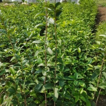 批发桂花苗八月金桂小苗四季桂花树占地桂花苗绿化风景桂花