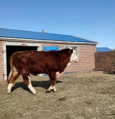 [西门塔尔牛批发]西门塔尔牛,种牛,奶牛,肉牛价格21000.