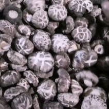 南阳热卖【春栽冬菇干花菇/一手货源/产地直发】