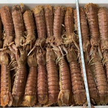 皮皮虾自助餐火锅店专用，大小规格都有
