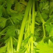 宁夏芹菜上市中可长期供应
