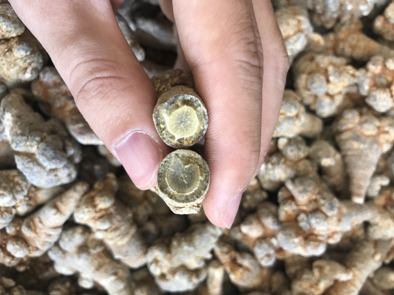显微示意图:纳豆杆菌(紫色杆状)分泌蛋白酶(绿色点状)切割三七皂苷分子链(黄色链条),标注断裂位点,背景为纳豆表面白色菌膜特写 发酵豆制品与三七粉酶解反应示意图