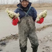 鳜鱼