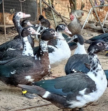 [番鸭批发]散养本地卢鸭番鸭,纯粮食喂养出来的鸭子肉清香,汤甜,包邮