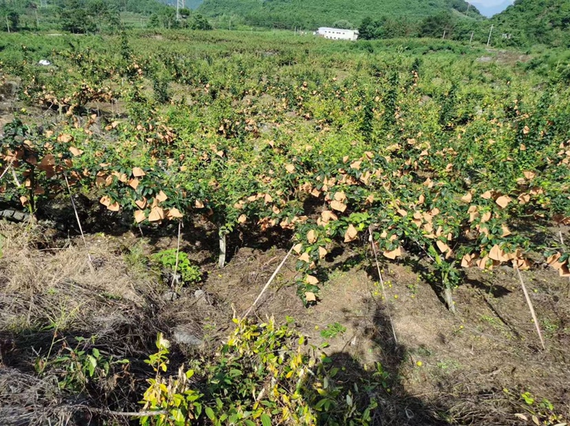 水晶梨果园种植实景图