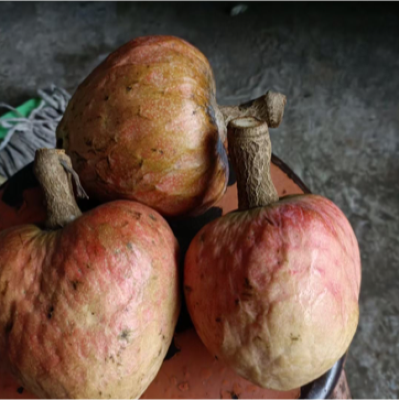 牛心梨凤梨释迦嫁接砧木