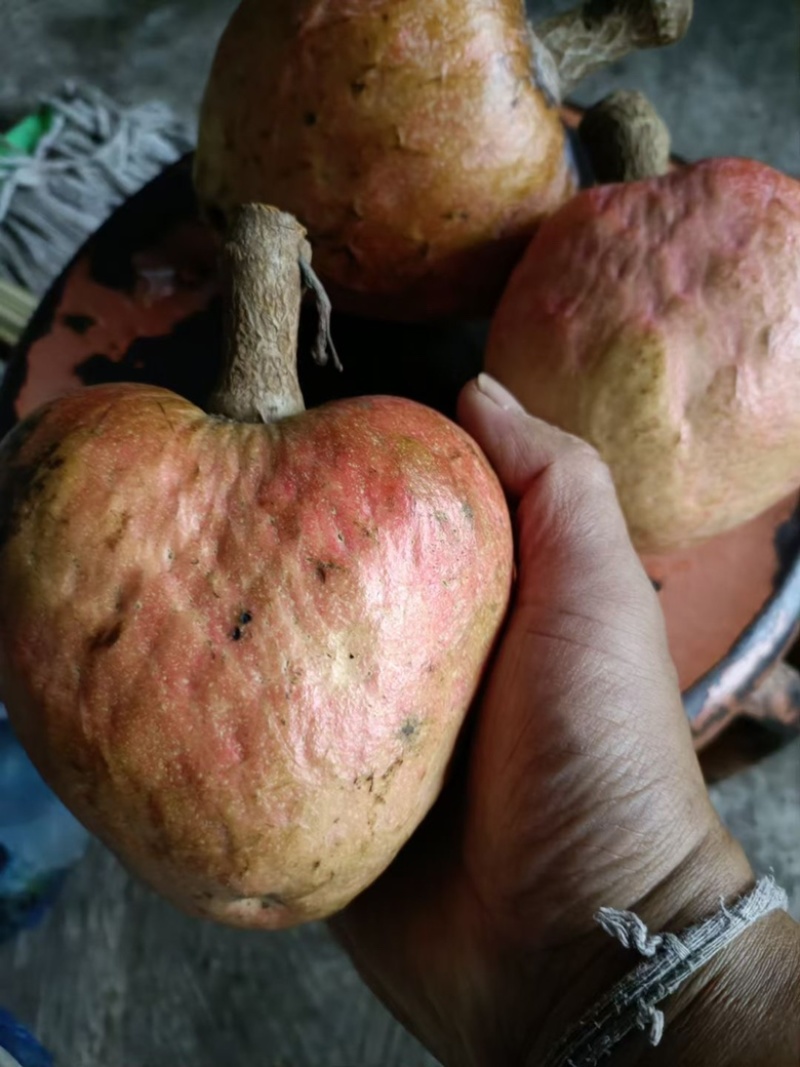 牛心梨凤梨释迦嫁接砧木