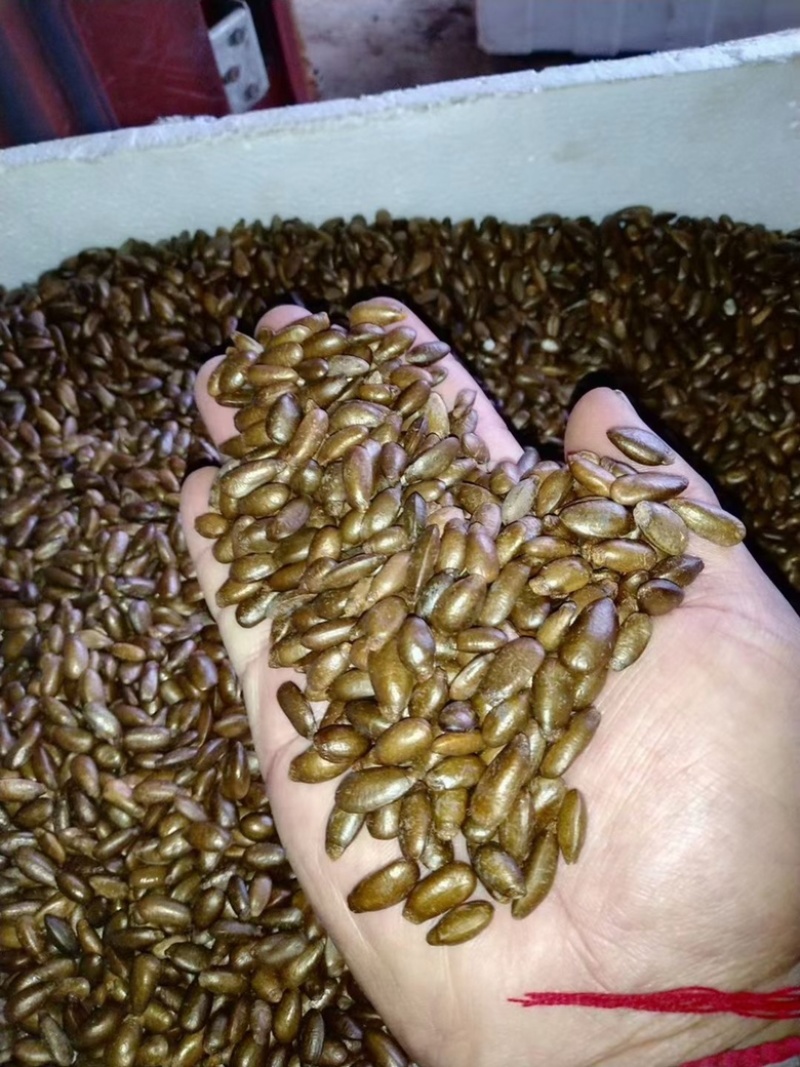 牛心梨凤梨释迦嫁接砧木