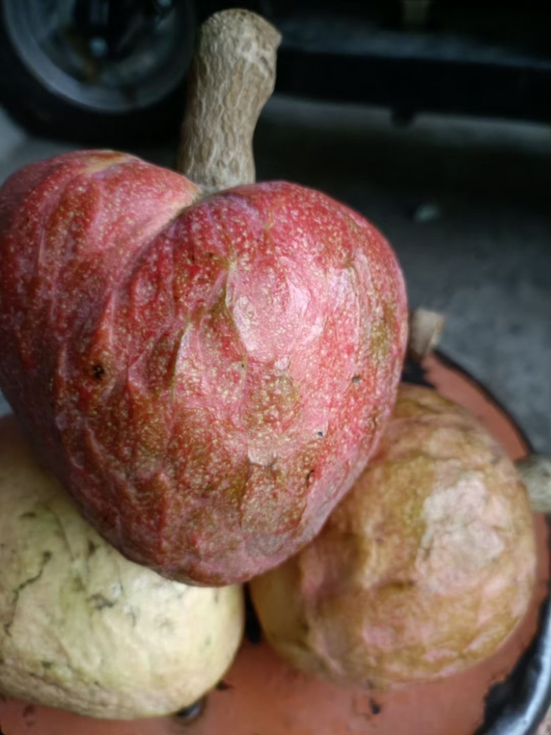 牛心梨凤梨释迦嫁接砧木