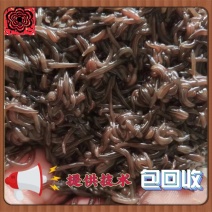 水蛭(蚂蟥)苗批发水蛭幼苗宽体金线蚂蟥苗活体水蛭苗